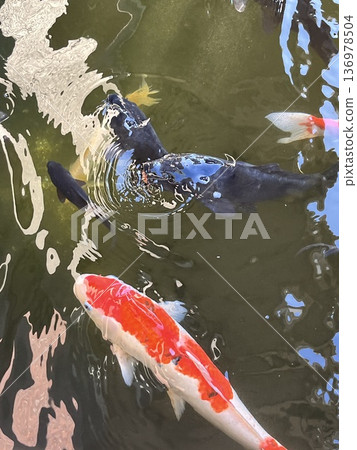 嬉戲鯉魚的漣漪 嬉戲鯉魚的漣漪 136978504