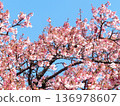 Atami cherry blossoms shining against the blue sky 136978607