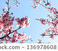 Cherry blossoms in full bloom shining in the blue sky 136978608