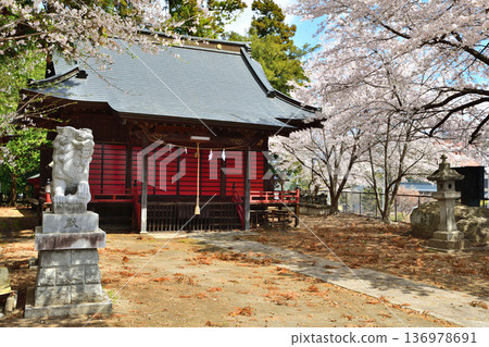 群馬縣昭和村大森神社,櫻花盛開 群馬縣昭和村大森神社,櫻花盛開 136978691