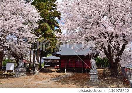 群馬縣昭和村大森神社，櫻花盛開 136978760