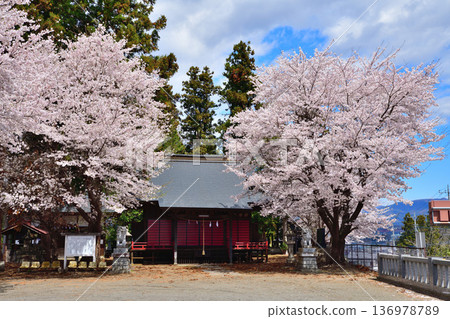 群馬縣昭和村大森神社,櫻花盛開 群馬縣昭和村大森神社,櫻花盛開 136978789