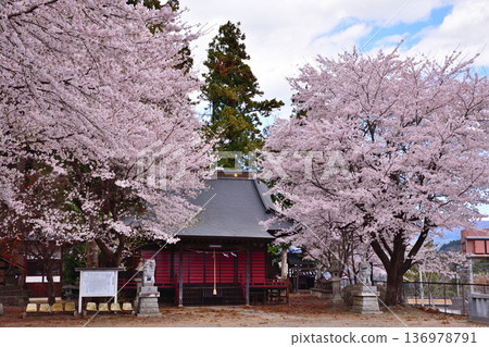群馬縣昭和村大森神社,櫻花盛開 群馬縣昭和村大森神社,櫻花盛開 136978791