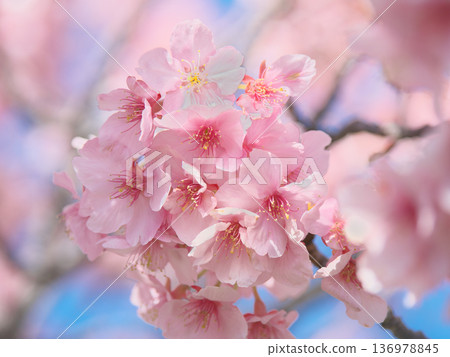 Kawazu cherry blossoms in full bloom, shining brilliantly against the blue sky. Natural scenery (February 2026) Kawazu cherry blossoms in full bloom, shining brilliantly against the blue sky. Natural scenery (February 2026) 136978845