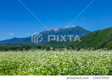 Buckwheat flowers and Mount Ontake from Kaida Plateau, Kiso Town, Nagano Prefecture 136978909