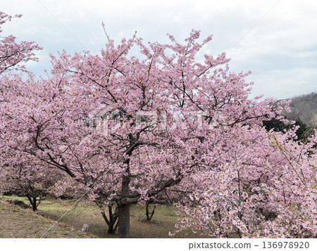 神奈川縣:大井夢之鄉櫻花盛開。 神奈川縣:大井夢之鄉櫻花盛開。 136978920