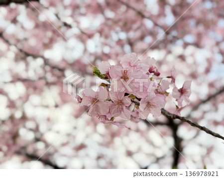 Cherry blossoms in full bloom in early spring Cherry blossoms in full bloom in early spring 136978921