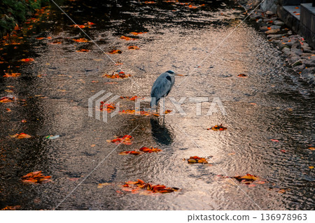Graceful Gray Heron Standing by Takase River Kyoto Nov 26 2025 Graceful Gray Heron Standing by Takase River Kyoto Nov 26 2025 136978963