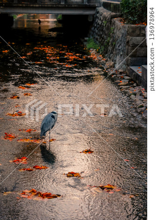 Graceful Gray Heron Standing by Takase River Kyoto Nov 26 2025 Graceful Gray Heron Standing by Takase River Kyoto Nov 26 2025 136978964