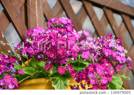 報春花(Primula malacoides)“鶯紅” 報春花(Primula malacoides)“鶯紅” 136979005