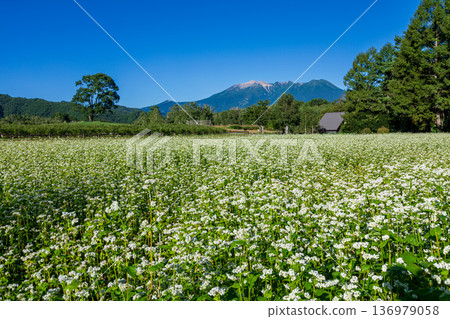Mount Ontake and buckwheat flowers from Kaida Plateau, Kiso Town, Nagano Prefecture Mount Ontake and buckwheat flowers from Kaida Plateau, Kiso Town, Nagano Prefecture 136979058
