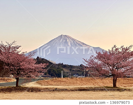Sakura and Mt. Fuji Sakura and Mt. Fuji 136979073