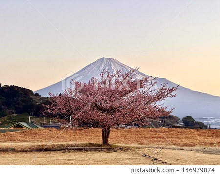 一棵櫻花樹和富士山 一棵櫻花樹和富士山 136979074