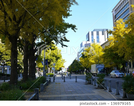日本大道兩旁種滿了銀杏樹。 日本大道兩旁種滿了銀杏樹。 136979165