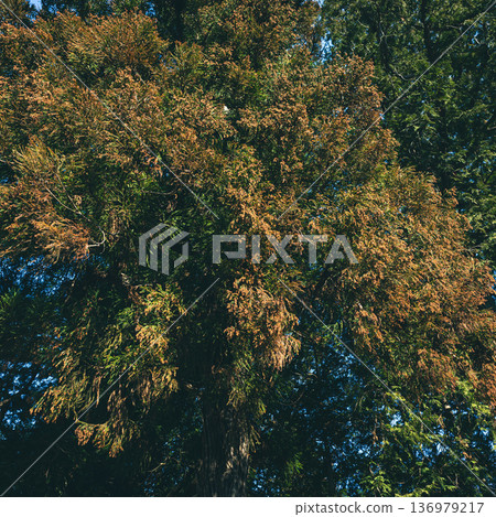 Cedar pollen: Branches and leaves densely packed with male flowers. Matte film-like texture. Cedar pollen: Branches and leaves densely packed with male flowers. Matte film-like texture. 136979217