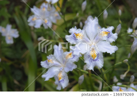 Close-up of white Iris japonica flowers / Saitama Prefecture, April Close-up of white Iris japonica flowers / Saitama Prefecture, April 136979269