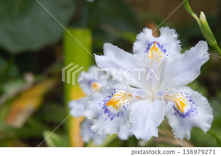 Macro photo of white Iris japonica flowers / Saitama Prefecture, April Macro photo of white Iris japonica flowers / Saitama Prefecture, April 136979271