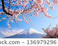 富士山，藍天櫻花環繞 136979296