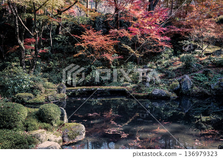 Nov 23 2025 Autumn Maple Reflections in Pond at Sanzen in Temple Nov 23 2025 Autumn Maple Reflections in Pond at Sanzen in Temple 136979323