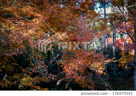 Nov 23 2025 Zen Garden Aesthetics at Sanzen in Temple Kyoto Nov 23 2025 Zen Garden Aesthetics at Sanzen in Temple Kyoto 136979341