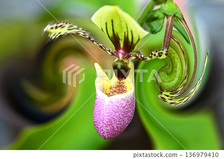 一扇令人心曠神怡的窗,蘭花競相綻放。 一扇令人心曠神怡的窗,蘭花競相綻放。 136979410