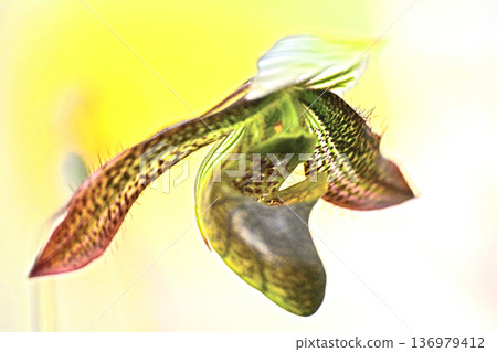 一扇令人心曠神怡的窗,蘭花競相綻放。 一扇令人心曠神怡的窗,蘭花競相綻放。 136979412