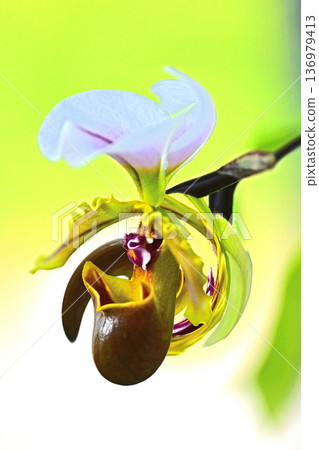 一扇令人心曠神怡的窗，蘭花競相綻放。 136979413