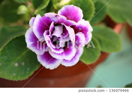 Refreshing Gloxinia Flowers Refreshing Gloxinia Flowers 136979466