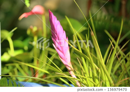 迷人的藍花鐵蘭(Tillandsia cyanea)花 迷人的藍花鐵蘭(Tillandsia cyanea)花 136979470