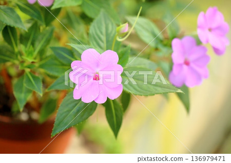 可愛的鳳仙花 可愛的鳳仙花 136979471