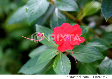 Cute impatiens flowers Cute impatiens flowers 136979472