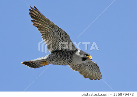 An adult male Peregrine Falcon flying with a dignified expression An adult male Peregrine Falcon flying with a dignified expression 136979478
