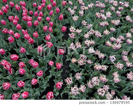 Keukenhof Gardens, Netherlands Keukenhof Gardens, Netherlands 136979595