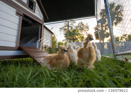 Young chicks in chicken coop with green grass on yard garden. Raising organic chicken on home backyard 136979622