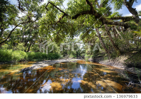 Beautiful tropical nature. Jungle rainforest with river between green palm trees and wild vegetation in southern Florida. Dense rainforest ecosystem 136979633