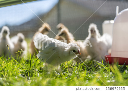 Silkie chicks in free range chicken coop. Poultry hen house with green grass in backyard garden 136979635