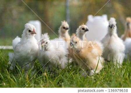 Domestic chicken in small backyard chicken coop. Silkie chicks sustainably raised in free range conditions Domestic chicken in small backyard chicken coop. Silkie chicks sustainably raised in free range conditions 136979638