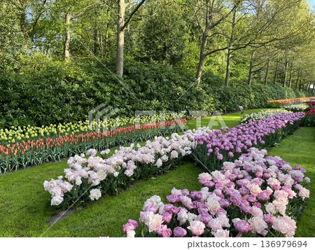 Keukenhof Gardens, Netherlands Keukenhof Gardens, Netherlands 136979694