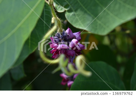 Kudzu flowers and vines Kudzu flowers and vines 136979762
