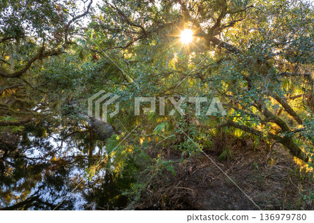 Florida jungle rainforest with river between green palm trees and wild vegetation. Dense tropical forest ecosystem at sunset 136979780