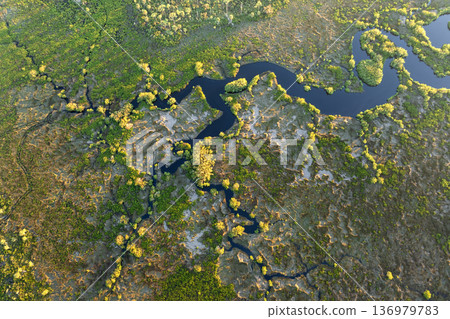 Florida wetland nature. Tropical swamp with dense green vegetation at sunset Florida wetland nature. Tropical swamp with dense green vegetation at sunset 136979783