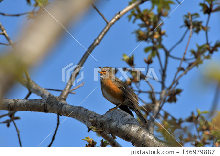 Singing Red-breasted Thrush Singing Red-breasted Thrush 136979887