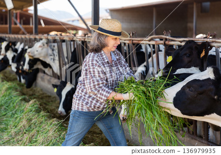 Elderly farmer woman in a cowshed feeds cattle with freshly cut grass 136979935