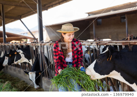 Farm worker feeding fresh grass to cows in barn Farm worker feeding fresh grass to cows in barn 136979940