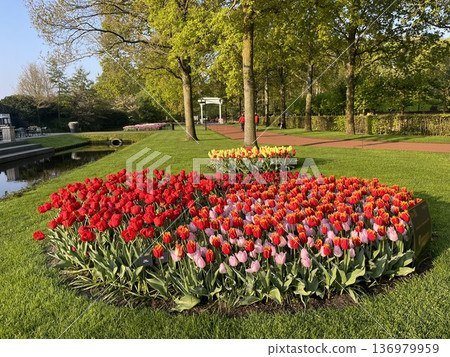 Keukenhof Gardens, Netherlands 136979959