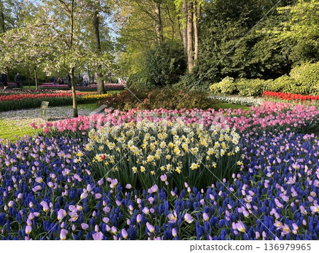 Keukenhof Gardens, Netherlands 136979965