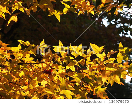 The yellow leaves of Taiwan maples bathed in sunlight filtering through the trees (a park avenue lined with Taiwan maples and camphor trees) The yellow leaves of Taiwan maples bathed in sunlight filtering through the trees (a park avenue lined with Taiwan maples and camphor trees) 136979970