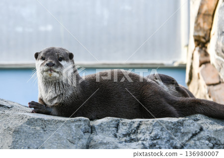Asian small-clawed otter Asian small-clawed otter 136980007