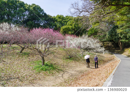 盛開的梅花（愛知縣知多市佐布里池） 136980020