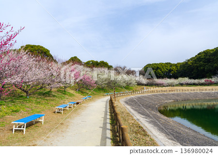 春天，佐夫里池畔盛開著美麗的梅花（愛知縣知多市） 136980024